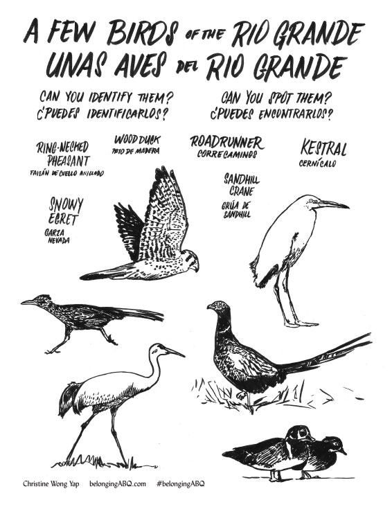 An activity box located
at the northern bend of Riverside Drive SW near a footpath to the river holds A Few Birds of the Rio Grande / Unas Aves del Rio Grande, a birdwatching activity suggested by Barbara Bell and created by Christine Wong Yap.